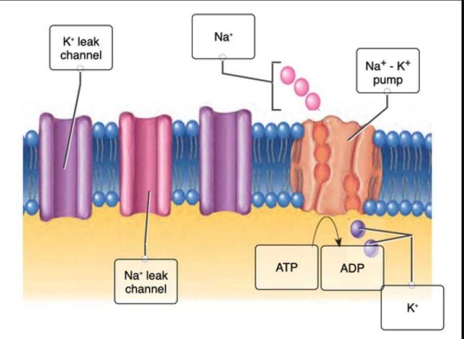 Use The Labels To Correctly Identify Components Involved In The Maintenance Of The Resting Membrane Potential.