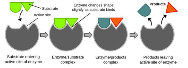 A RESEARCHER, WHILE ISOLATING AN ENZYME, FINDS AN INCREASE IN THE ACTIVITY OF THE ENZYME, AFTER A SPECIFIC