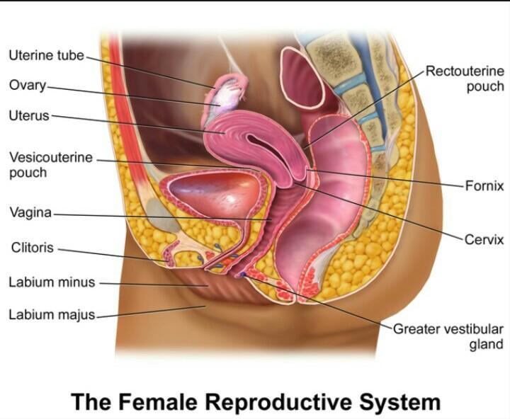 Female Reproductive System (side View)