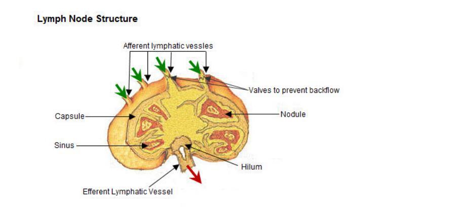 Superficial Lymph Nodes Include All Of The Following, Except __________.inguinal Lymph Nodesiliac Lymph