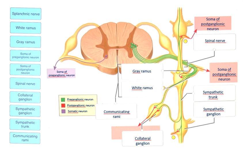 Click And Drag The Labels To Identify The Landmarks Of The Sympathetic Nervous System Soma Of Soma Of