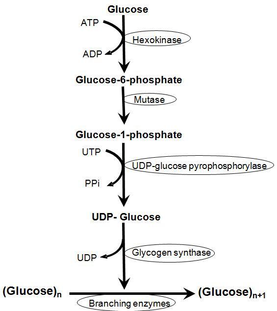 Only A Certain Amount Of Glucose Can Be Stored In The Muscles As Glycogen. Any Excess Is Converted And