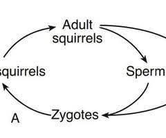 The Diagram Below Represents The Reproductive Cycle Of A Squirrel Species With 40 Chromosomes In Each
