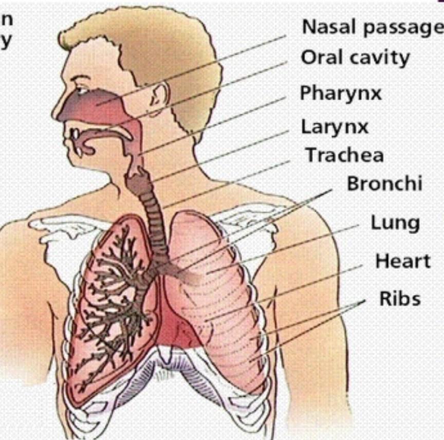 Given The Following Structures:1. Larynx2. Nasal Cavity3. Pharynx4. TracheaWhich Of The Following Is