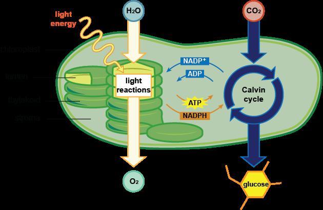 Reactions Of Photosynthesis 