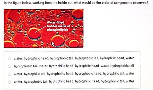 In The Figure Below, Working From The Inside Out, What Would Be The Order Of Components Observed? A Figure