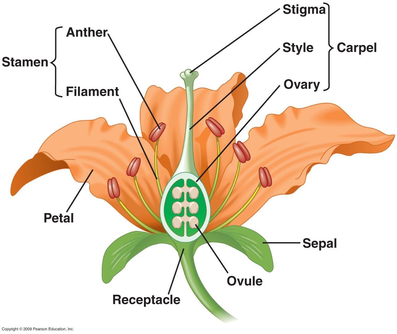 What Is The Reproduction Structure On The Flower That Is The Male Part?A) SepalsB) PetalsC) StamensD)