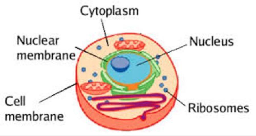 What Is A Cytoplasm And What Building Would Represent It