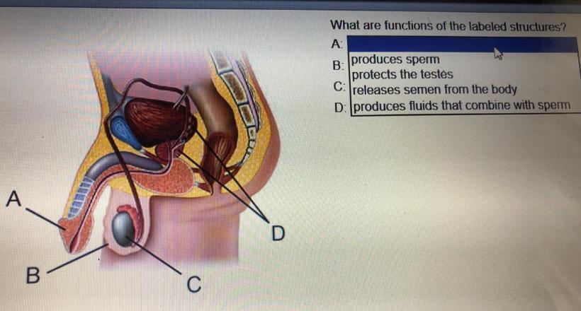 What Are Functions Of The Labeled Structures?A. Release Semen From Body B. Produces Spermprotects The