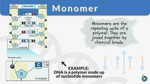 How Are Monomers And Polymers Related? How Are Monomers And Polymers Related? A Polymer Is Chemically