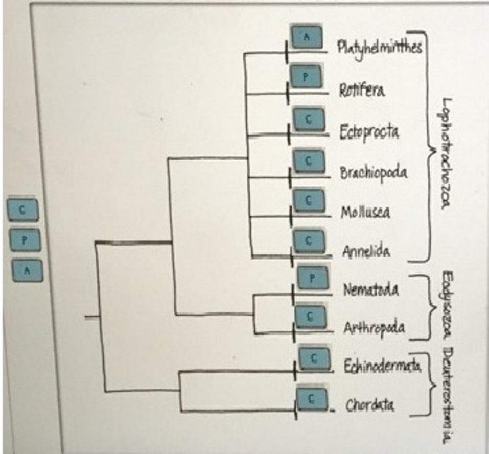 A Phylogenetic Tree Showing The Relationships Among Ten Phyla Of Bilaterian Animals Is Shown Below.Label