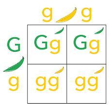 Punnet Square Rr X Rr Diagram