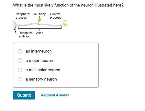 What Is The Most Likely Function Of The Neuron Illustrated Here?