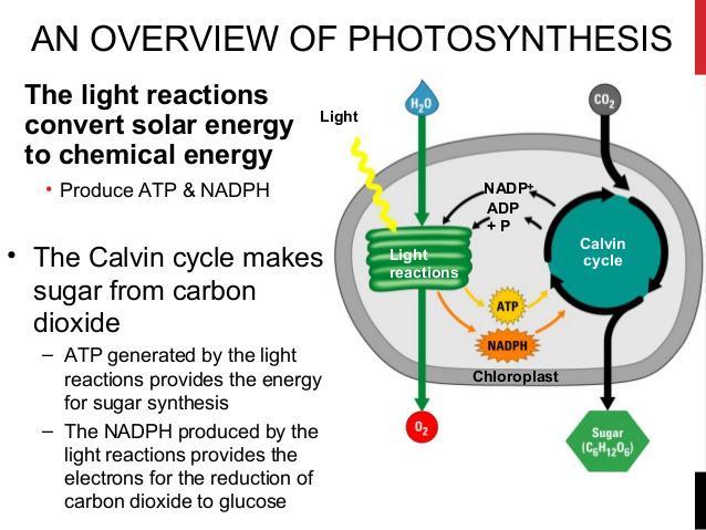 Higher Energy Contained In The Sugar Molecules Produced By Photosynthesis Comes FromA. LightB. Water