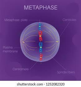 How Does The Attachment Of Spindle Fibers Differ Between Mitosis And Meiosis I?