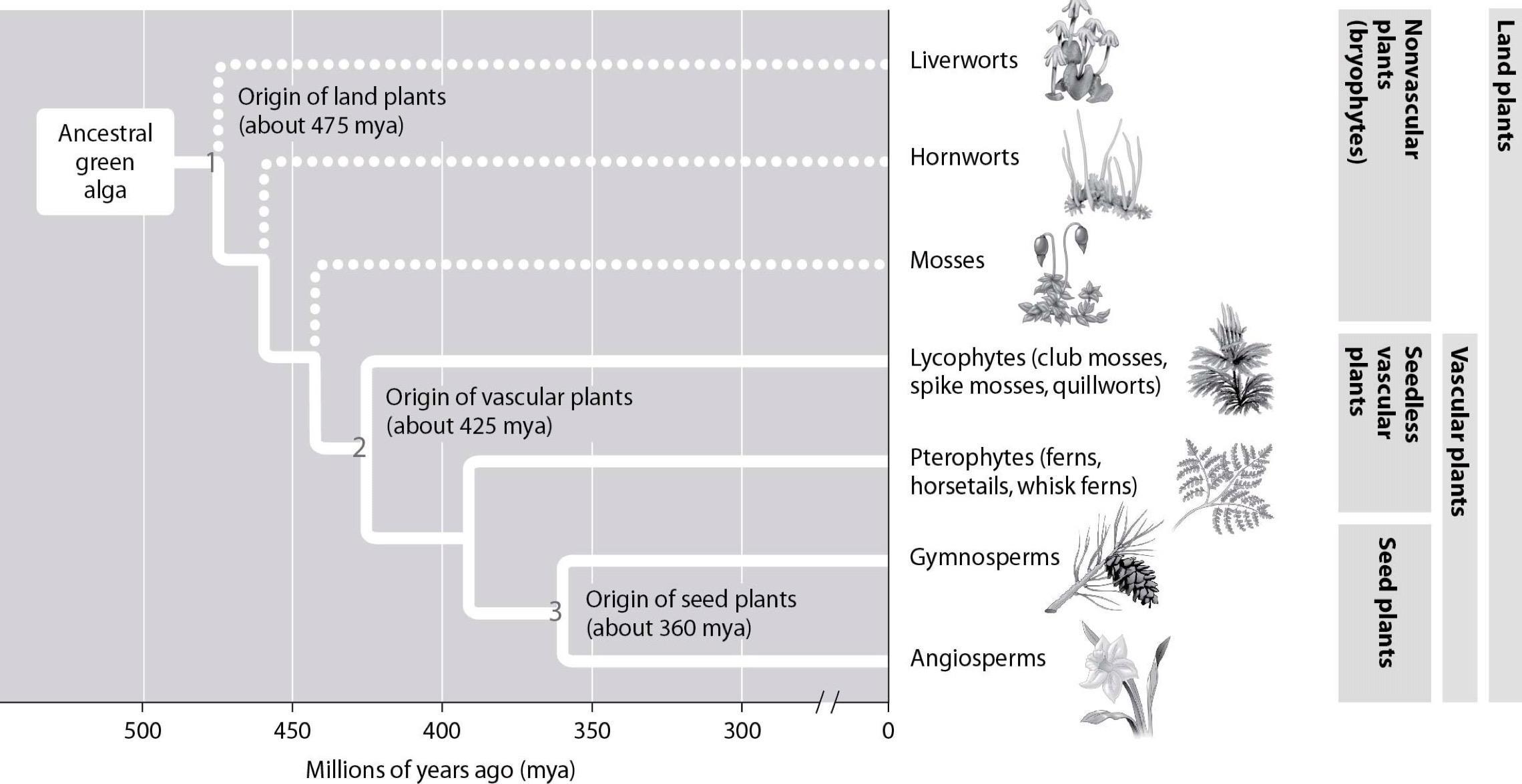 According To This Figure, At What Time In The Evolutionary History Of Plants Did Vascular Systems Likely