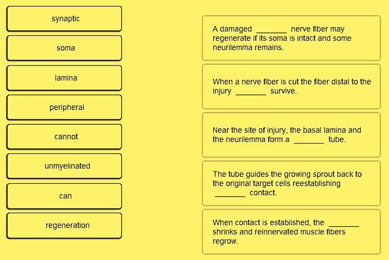 Place A Single Word Into Each Sentence To Make It Correct, Describing The Repair Of A Peripheral Nerve