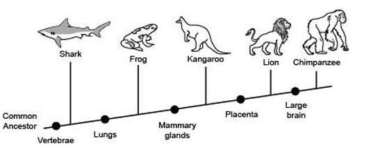 The Following Diagram Shows The Branching Tree Diagram For Some Animals.Which Two Organisms Share The