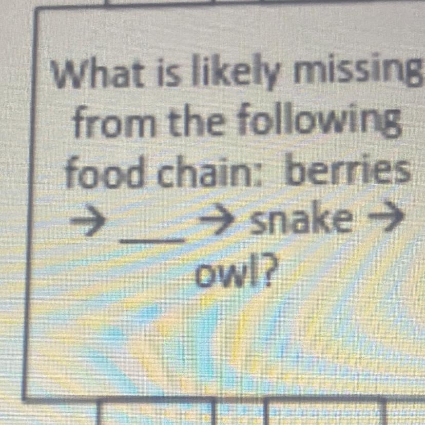 What Is Likely Missingfrom The Followingfood Chain: Berries Snake Owl?A. Bear B. Mouse 