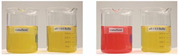 A Strong Acid Has Been Poured Into Both Beakers In The Image On The Left. Why Did The Color Of The Unbuffered