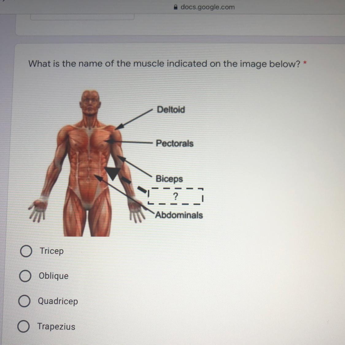 Whats The Name Of The Muscle Indicated On The Image Below?1.Tricep2.Oblique3.Quadricep4.Trapezius
