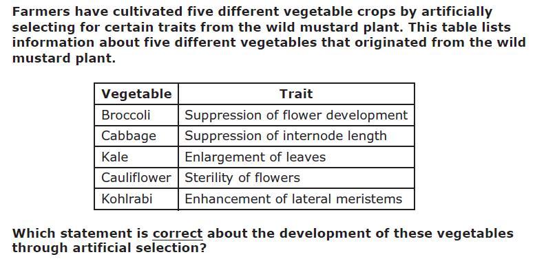 AThey Resulted From A Trait Of The Mustard Plant Being Selected And Bred To Other Plants BThey Resulted