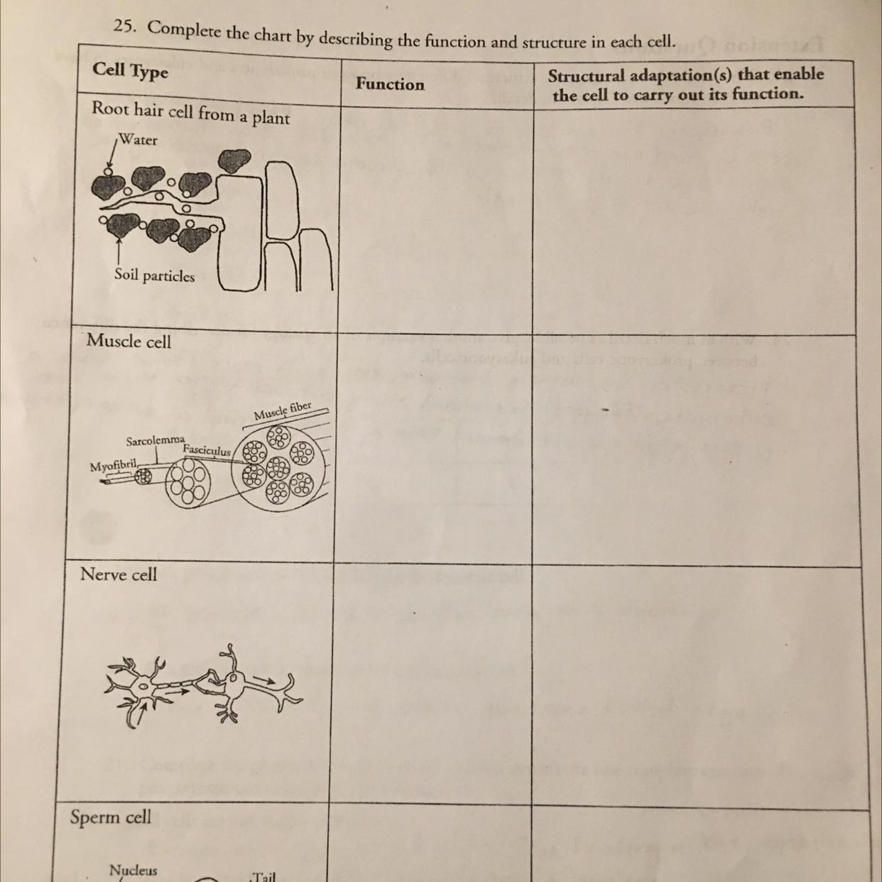 Cell TypeRoot Hair Cell From A PlantWater25. Complete The Chart By Describing The Function And Structure