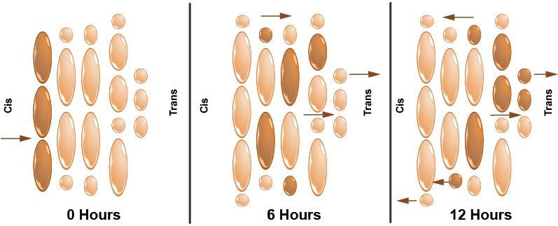 The Image Is A Depiction Of A Golgi Apparatus Labeled At The Cis Face And Monitored For 12 Hours.The