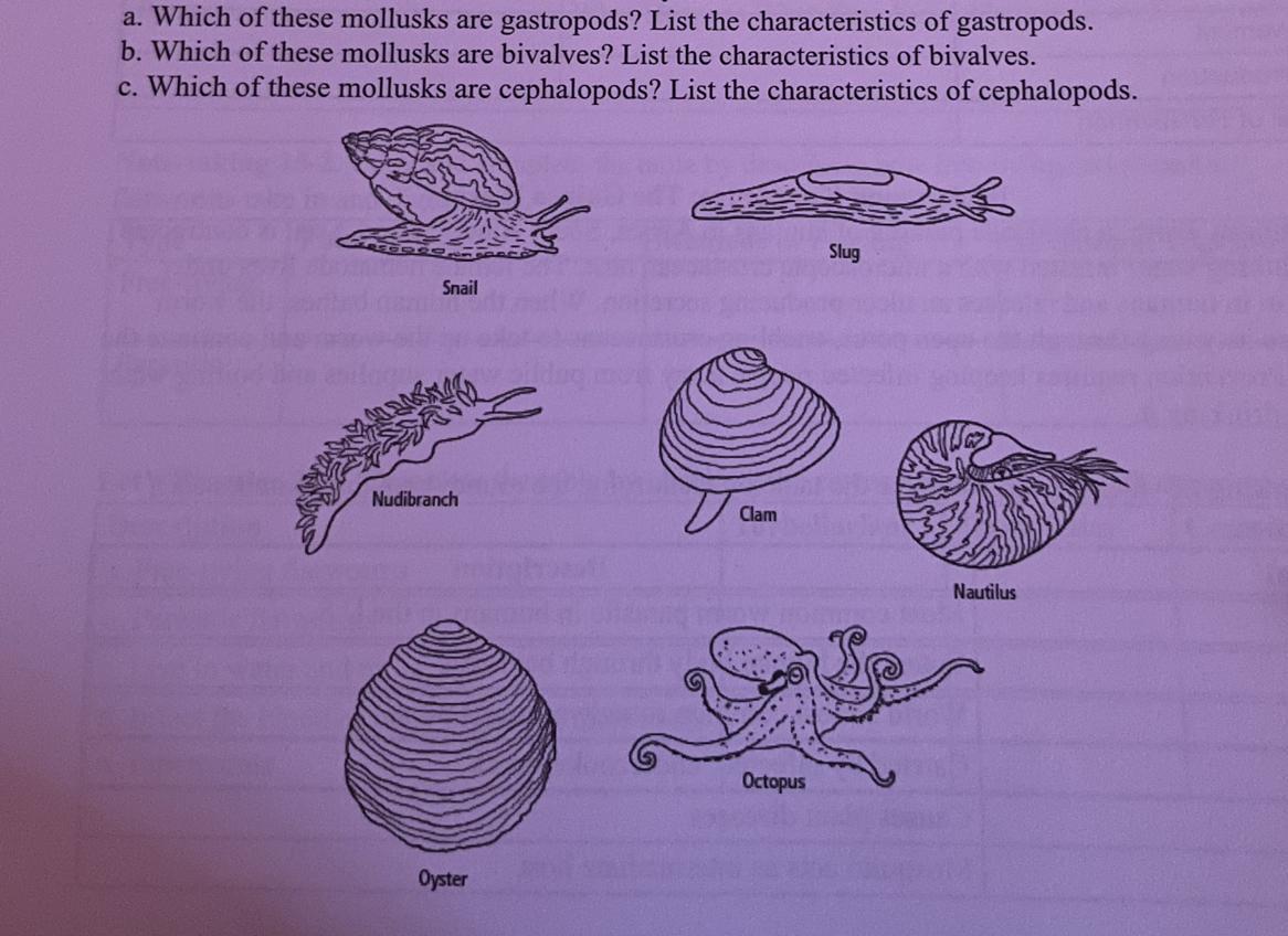 Which Of These Mollusks Are:a) Gastropods?b) Bivalves?c) Cephalopods?List Their Characteristics.