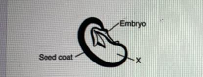 The Diagram Below Shows A Cross Section Of A Bean Seed. The Function Of Part X In The Bean Seed Is To:A)