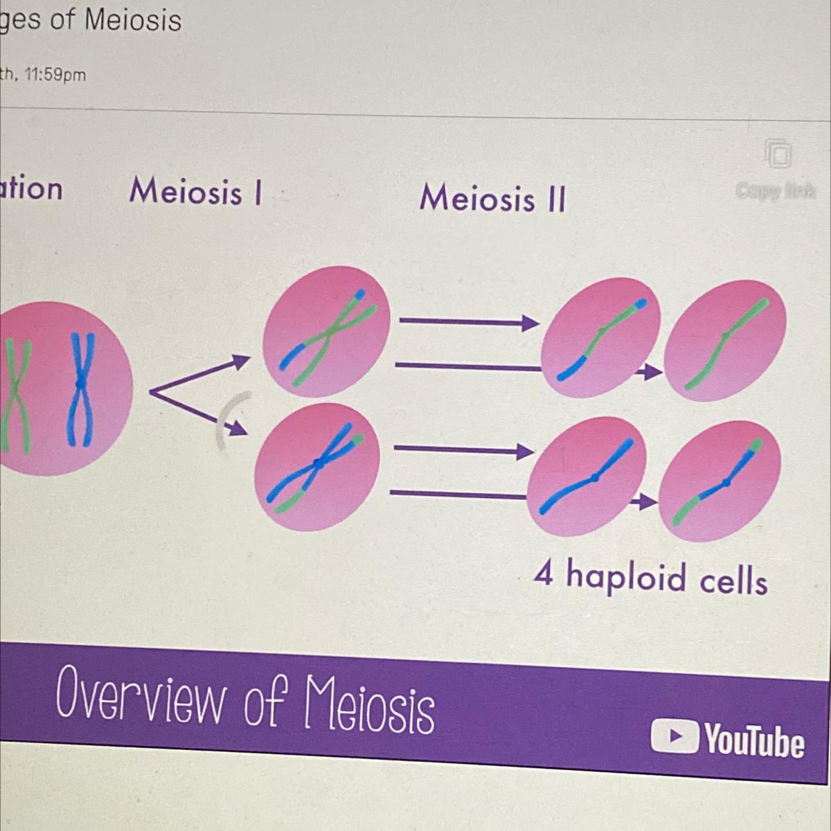 Meiosis CreatesA. 2 Daughter CellsB. 4 Gametes