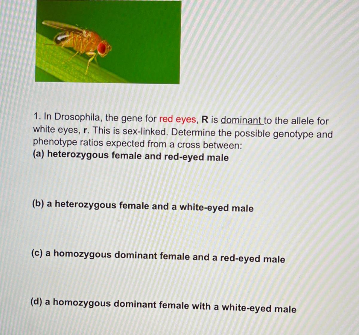 In Drosophila, The Gene For Red Eyes, R Is Dominant To The Allele For White Eyes , R. This Is Sex-linked