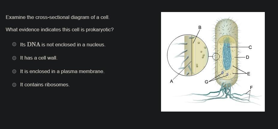 Examine The Cross-sectional Diagram Of A Cell.What Evidence Indicates This Cell Is Prokaryotic?
