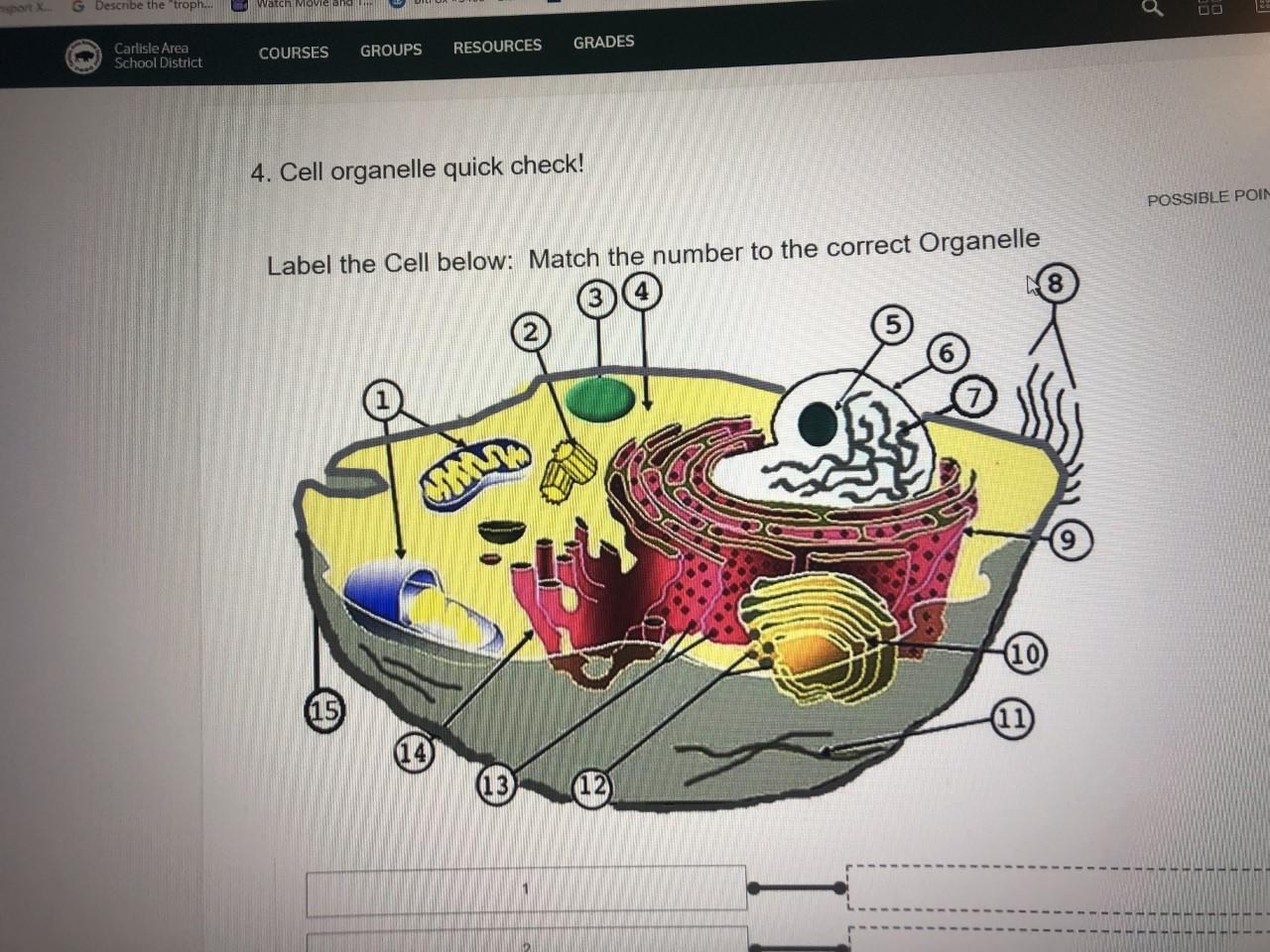 Label The Cell Below: Match The Number To The Correct Organelle