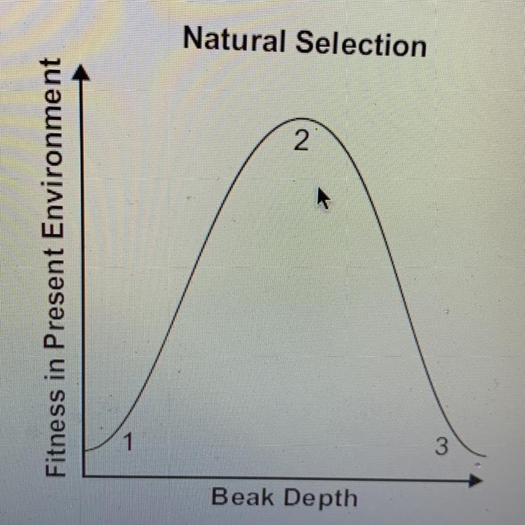 A Graph Here Shows The Average Frequency Of Beak Depth For A Species Ofbirds In An Area. There Is A Higher