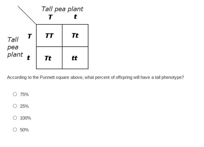 24. According To The Punnett Square Above, What Percent Of Offspring Will Have A Tall Phenotype?