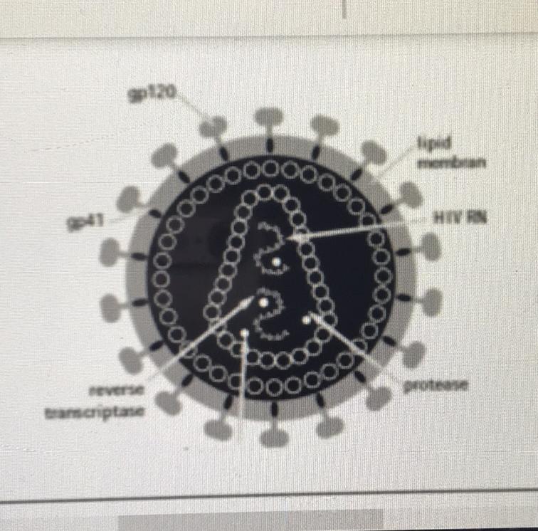 The Diagram To The Right Shows An HIV Particle.What Is The Function Of The Glycoproteins On The Outside