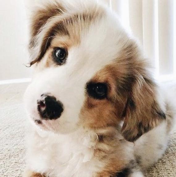 Isnt This Puppy So Adorable?!