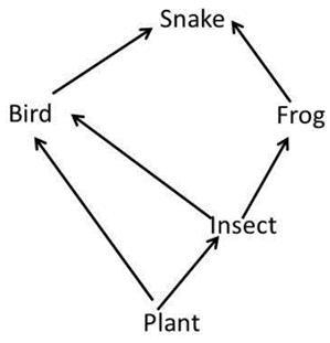 1. How Many Food Chains Make Up The Food Web?2. Which Organism Is An Herbivore?3. Which Organism Is An