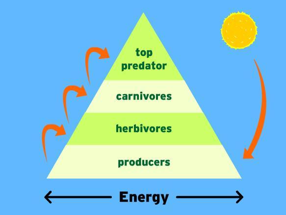 An Energy Pyramid Is Shown Below. Which Portion Of The Diagram Represents The Level With The Least Available