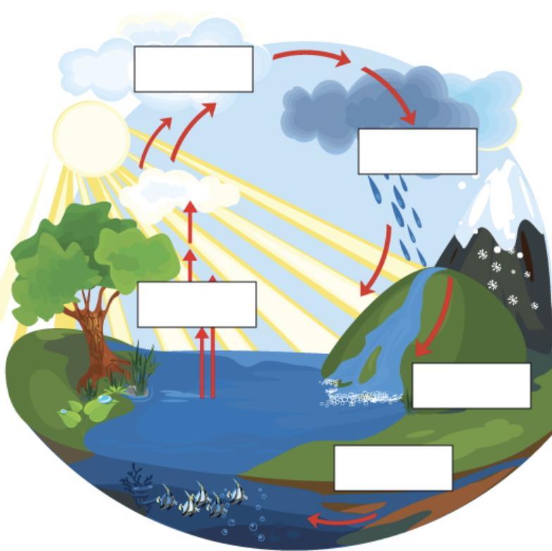 Name The Stages Of The Water Cycle.precipitationrunoffcondensationevaporationgroundwater