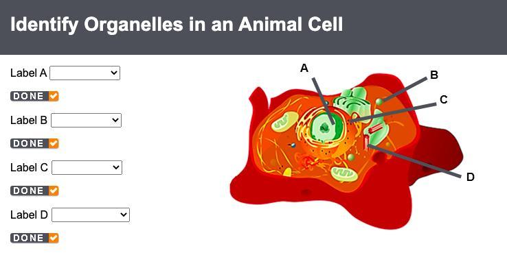 Identify Organelles In An Animal CellLabel A Label B Label C Label D