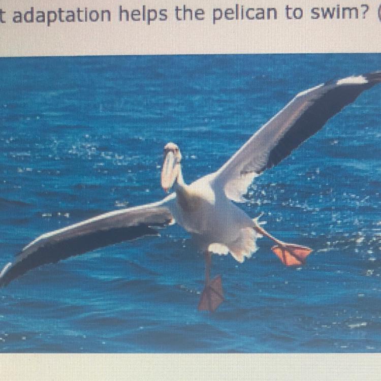 WILL GIVE BRAINLIEST!!What Adaptation Helps The Pelican To Swim?Big WingsLong BeakStrong LegsWebbed Feet