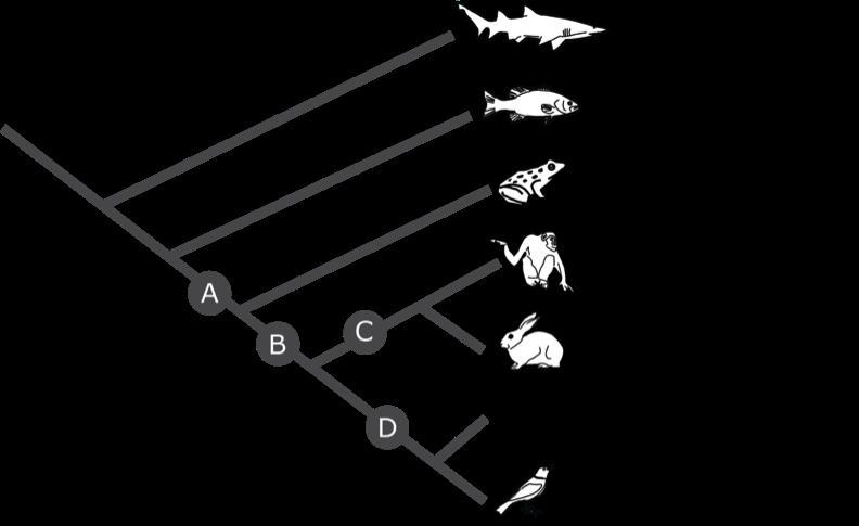 The Diagram Provided Is A Phylogenetic Tree. It Shows How Groups Of Organisms Are Related Through A Shared