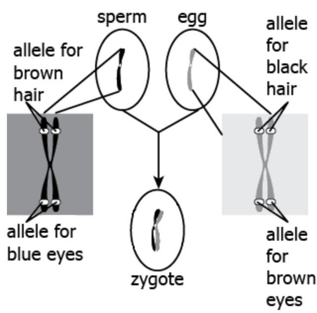 A Student Studies The Diagram Shown. What Can Be Concluded About The Relationship Between Genes, Chromosomes,