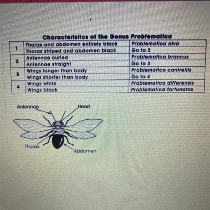 The Chart Below Is A Taxonomic Key For The Fictitious Insect GenusProblematica. To Which Species Does