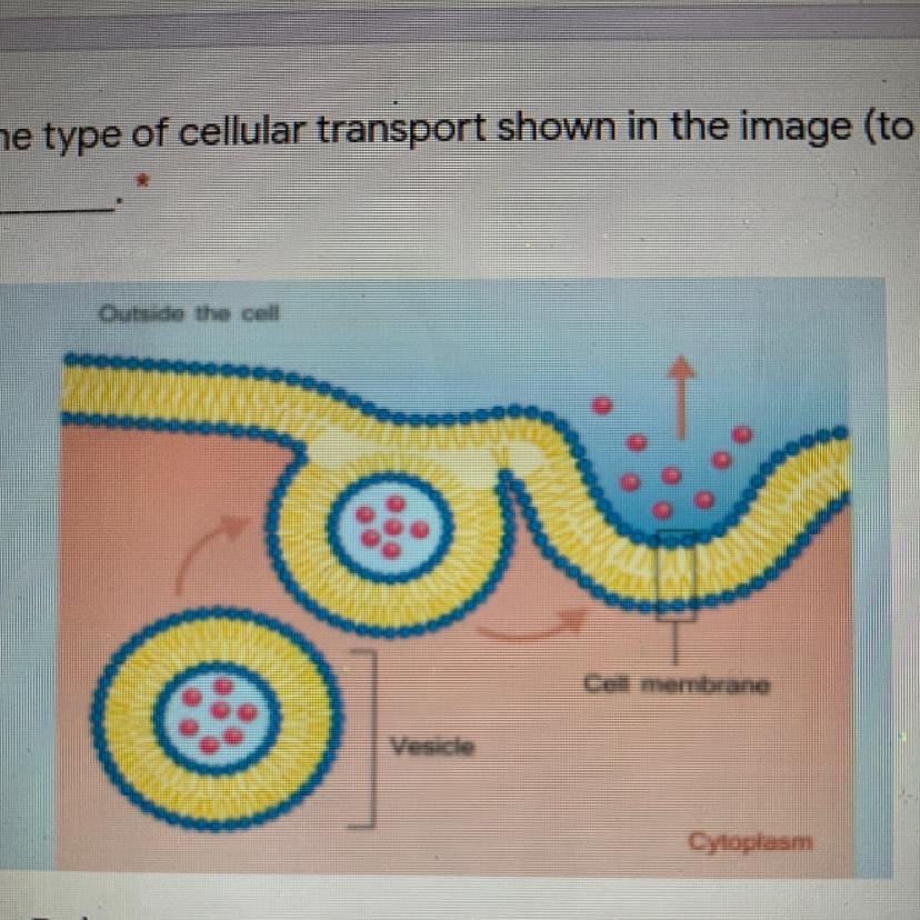 1 PointThe Type Of Cellular Transport Shown In The Image (to The Right) Is CalledEndocytosisExocytosisOsmosisDiffusion