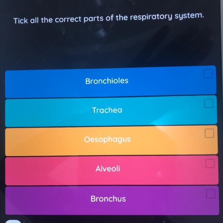 Tick All The Correct Parts Of The Respiratory System.