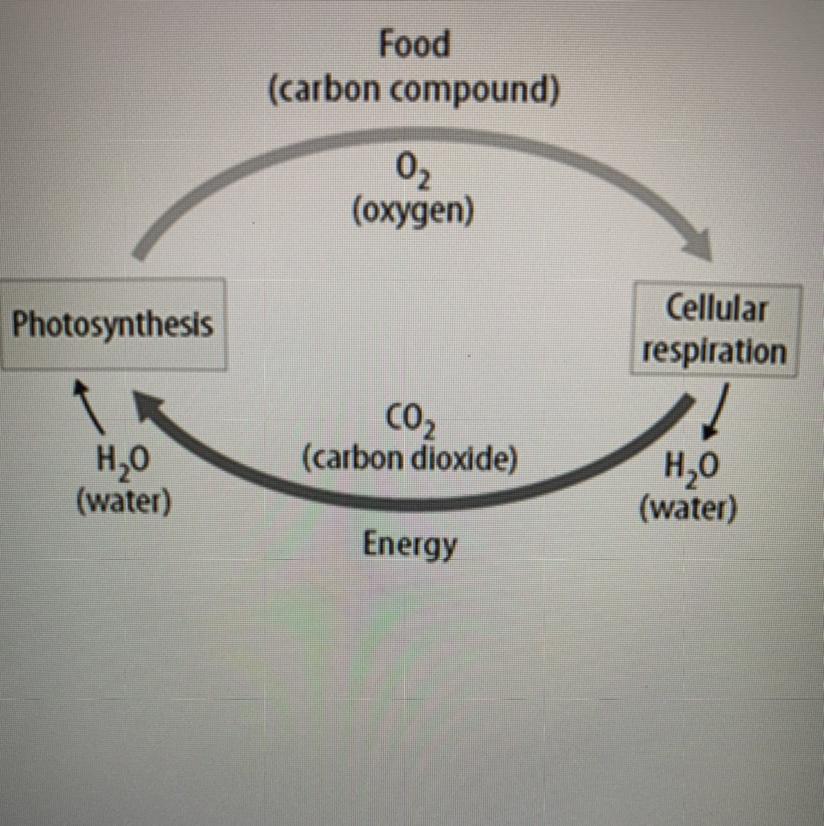 A.)During Cellular Respiration, Energy Is Stored In Carbon Dioxide Andwater Molecules. The Energy Is