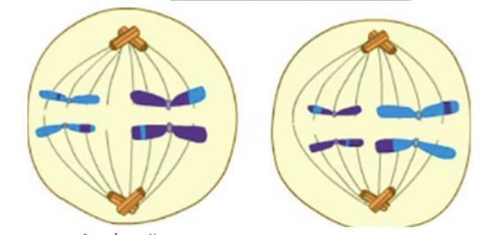 PLEASE HELP ME.!This Illustrates Which Stage Of Meiosis?A) Anaphase IIB) Metaphase IIC) Prophase IID)